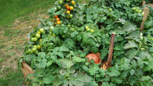 Charger l&#39;image dans la galerie, Stella dans des plants de tomates dont les fruits commencent à murir
