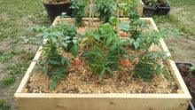 Charger l&#39;image dans la galerie, Quatre Stellas dans un potager avec neufs plants de tomates en croissance

